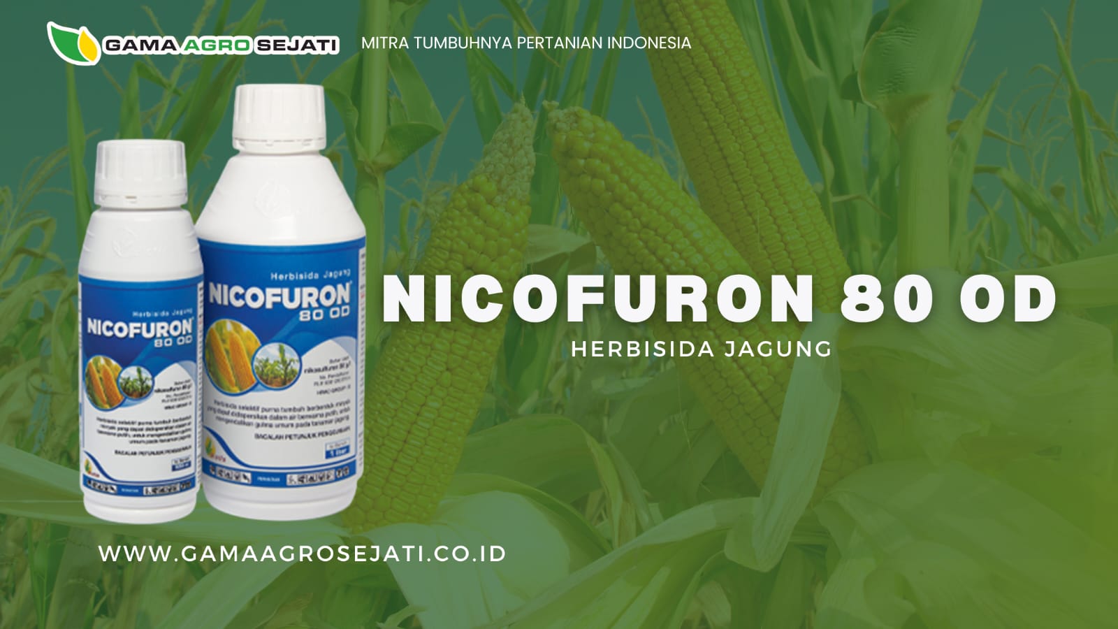 Satu hal yang sering kali jadi tantangan serius adalah serangan gulma yang membandel, terutama jenis seperti rumput setan (Eleusine indica), rumput jagungan, atau rumput lulangan yang dikenal kuat, tahan, dan sulit dikendalikan.
Di sinilah peran Nicofuron 80 OD jadi sangat relevan. Produk ini tidak sekadar membantu petani membersihkan lahan, tapi juga memberikan solusi nyata untuk menjaga potensi hasil panen tetap optimal.
Apa Itu Nicofuron 80 OD?
Nicofuron 80 OD adalah herbisida sistemik selektif purna tumbuh (late post) yang diformulasikan dalam bentuk Oil Dispersion (OD) artinya produk ini tidak mudah mengendap, stabil dalam tangki, dan tetap efektif meskipun disimpan.
Mengandung bahan aktif nikosulfuron 80 g/l, Nicofuron bekerja menembus jaringan gulma, menghambat pertumbuhannya, dan mematikannya hingga ke akar.
Keunggulan Herbisida Nicofuron 80 OD
Produk ini didesain dengan memperhatikan kebutuhan petani jagung di lapangan: mudah digunakan, aman untuk tanaman utama, dan efektif terhadap gulma sasaran. Beberapa keunggulannya antara lain:
1. Mengendalikan gulma bandel sampai ke akar
Jenis gulma seperti rumput jagungan, lulangan, ceker ayam, dan sejenisnya bisa dikendalikan dengan baik tanpa merusak tanaman jagung.
2. Tetap efektif meski digunakan di atas 20 HST
Saat jagung sudah tumbuh cukup besar, Nicofuron masih aman digunakan dan tetap bekerja maksimal.
3. Dosis efisien, hanya 50 ml per tangki
Dengan konsentrasi rendah, penggunaannya jadi lebih hemat, namun tetap memberikan hasil bersih di lapangan.
4. Bisa dikombinasikan dengan herbisida lain
Cocok dicampur dengan glifosat untuk jagung jenis Roundup Ready (RR).
Bisa juga dipadukan dengan herbisida selektif seperti DESMOS 200/60 SC atau formulasi atrazin + mesotrion untuk hasil lebih menyeluruh.
5. Formulasi modern, cepat diserap, dan tidak mengendap
Teknologi Oil Dispersion (OD) membuat Nicofuron cepat masuk ke jaringan gulma (rain fastness) dan tidak menyumbat nozzle.
Kenapa Harus Pakai Nicofuron
Gulma tidak hanya mengganggu tampilan kebun, tapi juga mencuri unsur hara, air, dan sinar matahari dari tanaman utama. Kalau tidak ditangani serius, pertumbuhan jagung bisa terhambat dan hasil panen menurun.
Dengan Nicofuron, petani bisa lebih tenang. Karena bukan cuma gulma yang dibereskan, tapi juga produktivitas tanaman yang dijaga.
Rekomendasi Aplikasi
Usia tanaman jagung: Di atas 20 HST atau saat gulma aktif tumbuh
Dosis: 50 ml per tangki (15โ17 liter air)
Aplikasi campuran: Dapat disesuaikan dengan kebutuhan dan jenis tanaman
Siap Mendukung Petani Jagung Indonesi
Sebagai distributor pertanian terpercaya, Gama Agro Sejati terus menghadirkan produk-produk yang teruji dan efektif di lapangan. Nicofuron 80 OD adalah salah satu solusi kami untuk memastikan petani jagung tetap bisa berproduksi secara optimal, dengan dukungan teknologi formulasi modern.
Untuk hasil semprot yang lebih bersih, gulma yang terkendali, dan panen yang maksimal, Nicofuron 80 OD layak jadi bagian dari strategi perlindungan tanaman jagung Anda.