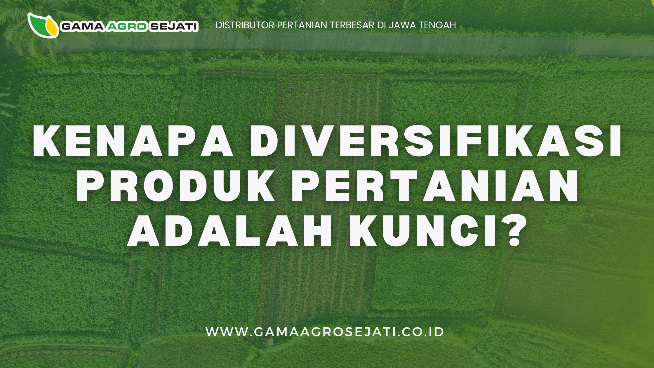 Dalam dunia pertanian, istilah “don’t put all your eggs in one basket” sangat relevan. Mengandalkan satu jenis komoditas (monokultur) memang terlihat lebih praktis, tapi di balik itu ada risiko besar yang bisa mengancam keberlanjutan bisnis pertanian. Karena itulah, diversifikasi produk pertanian menjadi strategi penting untuk menciptakan ekosistem agro yang lebih resilient.

Risiko Monokultur dalam Pertanian

Monokultur, menanam satu jenis tanaman dalam skala luas, sering dianggap cara paling efisien untuk mengelola lahan. Namun, praktik ini menyimpan beberapa risiko:

Rentan terhadap hama dan penyakit: Jika satu jenis tanaman diserang, seluruh lahan bisa gagal panen.

Ketergantungan harga pasar: Fluktuasi harga komoditas bisa langsung memukul pendapatan.

Dampak lingkungan: Monokultur sering menguras unsur hara tanah dan meningkatkan ketergantungan pada pupuk kimia.

Dalam jangka panjang, sistem ini bisa melemahkan daya tahan pertanian dan ekonomi petani.

Pentingnya Diversifikasi: Pangan, Hortikultura, Komoditas Ekspor

Diversifikasi pertanian berarti mengembangkan berbagai jenis komoditas, mulai dari pangan pokok, hortikultura (sayur, buah, bunga), hingga komoditas bernilai tinggi untuk ekspor.

Pangan pokok: Tetap jadi kebutuhan utama masyarakat dan pasar lokal.

Hortikultura: Pasarnya dinamis, memberikan peluang margin lebih tinggi.

Komoditas ekspor: Seperti kopi, kakao, rempah, atau hasil agro lainnya yang bisa memperluas akses ke pasar global.

Dengan kombinasi ini, risiko bisa tersebar, peluang pasar lebih luas, dan nilai ekonomi pertanian meningkat.

Manfaat untuk Petani, Perusahaan, dan Konsumen

Diversifikasi memberi keuntungan di banyak sisi:

Bagi petani: Pendapatan lebih stabil, tidak bergantung pada satu harga komoditas.

Bagi perusahaan: Rantai pasok lebih kuat, portofolio produk lebih variatif.

Bagi konsumen: Akses ke produk yang lebih beragam, sehat, dan berkelanjutan.

Strategi Gama dalam Diversifikasi

Sebagai perusahaan yang bergerak di sektor agro, Gama Agro Sejati melihat diversifikasi sebagai fondasi penting dalam membangun bisnis yang berkelanjutan. Strategi yang kami jalankan antara lain:

Mengembangkan berbagai lini produk pertanian sesuai kebutuhan pasar domestik dan global.

Mendorong kemitraan dengan petani untuk mencoba komoditas baru yang bernilai ekonomi tinggi.

Memanfaatkan riset dan teknologi untuk memastikan efisiensi produksi lintas komoditas.

Menjaga keseimbangan antara produksi untuk kebutuhan lokal dan peluang ekspor.

Pertanian yang Resilien

Diversifikasi bukan sekadar strategi bisnis, tapi juga cara untuk membangun pertanian yang tahan banting terhadap perubahan pasar, iklim, maupun tantangan global. Gama Agro Sejati berkomitmen menjadi mitra bagi petani dan stakeholder untuk bersama-sama mewujudkan ekosistem agro yang adaptif, berkelanjutan, dan menguntungkan semua pihak.