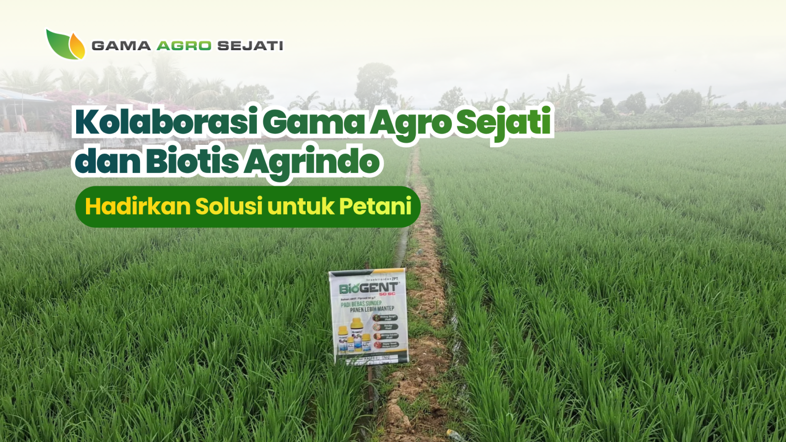 website gama (7)