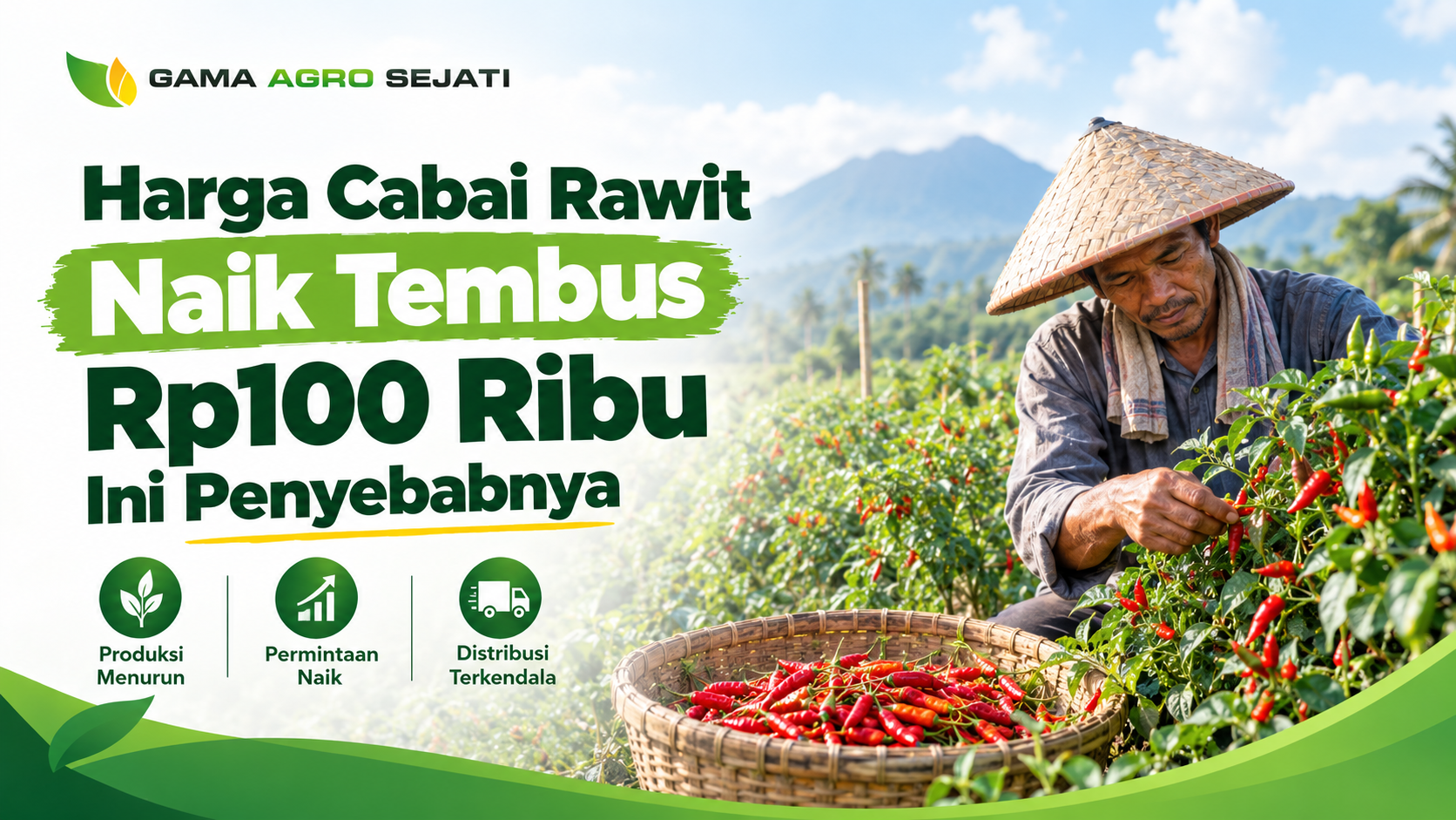 Panen cabai rawit merah segar — harga cabai rawit naik di pasaran