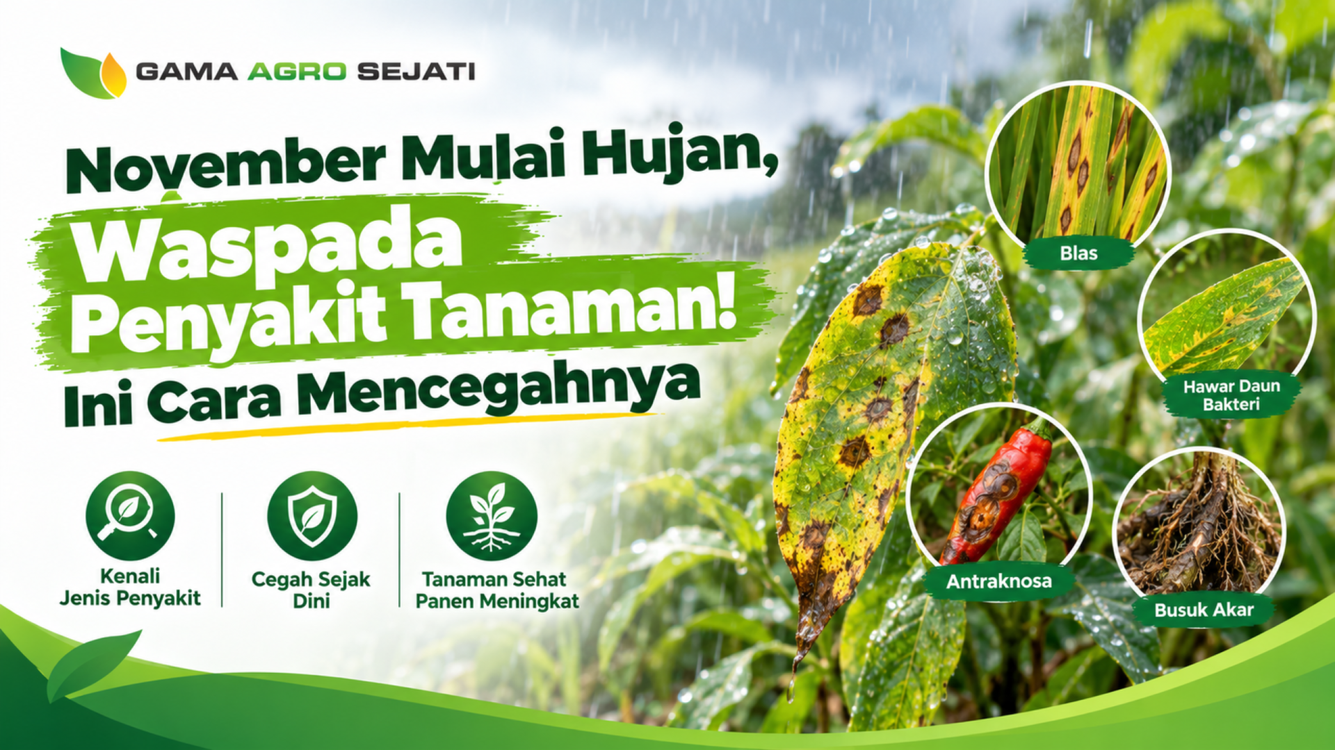 Daun tanaman berbercak akibat penyakit tanaman di musim hujan